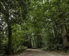 Bluebell woods in full bloom