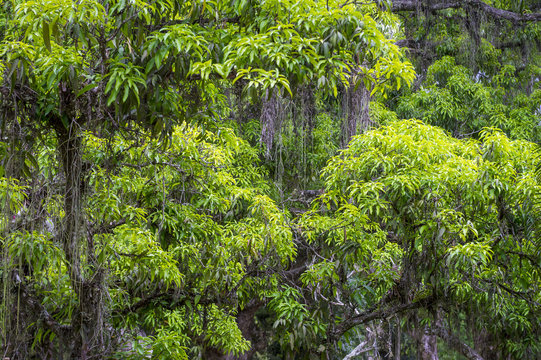 Fototapeta Lush green tropical Brazilian jungle rainforest background