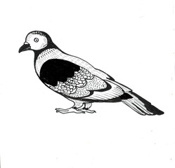 Graphic dove