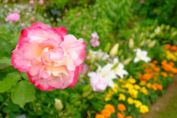 弦バラとパンジー