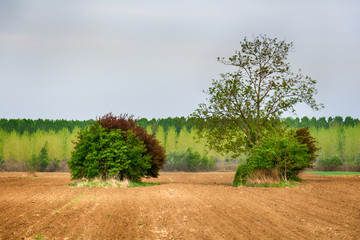 Naklejka premium Lonely tree on a field