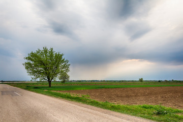 Lonely tree on a field