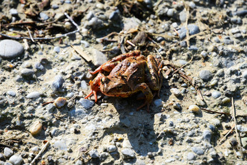 Frosch