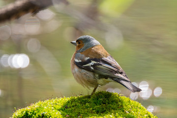 chaffinch on a branch