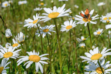 gänseblume mit Schmetterling 