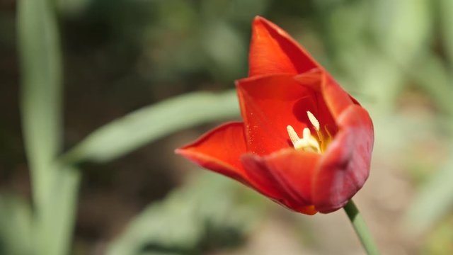 Garden flower Tulipa gesneriana close-up 4K 2160 30fps UltraHD footage - Bulb of red Didier tulip plant shallow DOF 3840X2160 UHD video