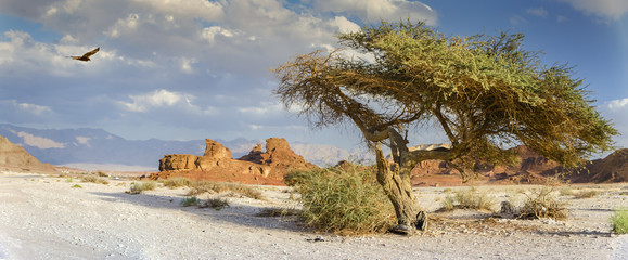 Lonely acacia tree in geological park Timna, Israel  