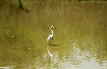 Eastern great egret, Keoladeo National Park, India