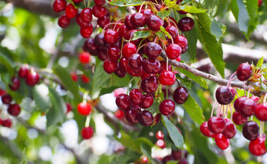 Cherry tree branch/ fresh cherries/ sweet cherries