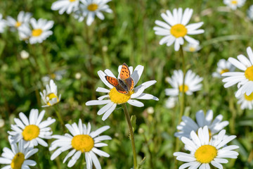 Fototapeta na wymiar Schmetterling auf Blumen 