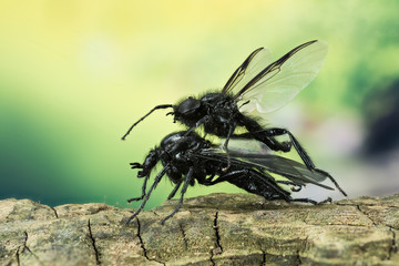 Focus Stacking - St. Mark's Fly, St. Mark's Flies, Bibio marci