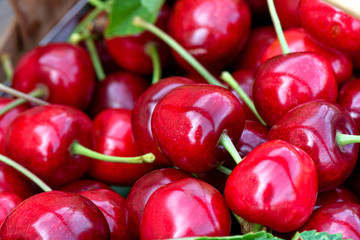 Fruit in garden. Delicious and juicy red cherries in spring.