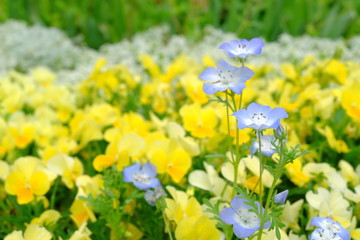 ネモフィラと黄色のパンジー