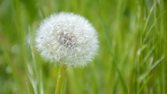 Beautiful single dandelion on the green sunny lawn. Spring landscape concept.