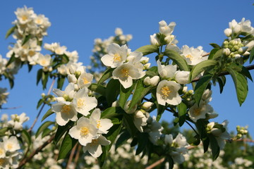 Pfeifenstrauch Philadelphus