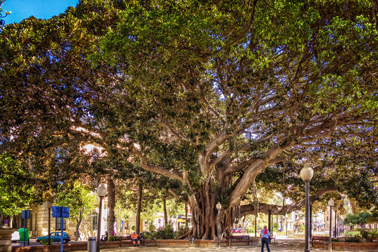 Ficus monumental