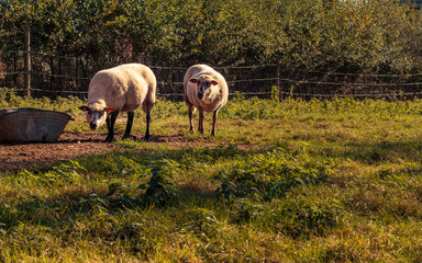Obraz na płótnie Canvas 2 white sheep in a meadow posing in front of the camera. Flemish rural landscape in Het Vinne, Zoutleeuw, Flanders, Belgium