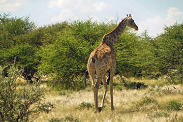 Einzelne Giraffe auf der Pirsch in der Savanne
