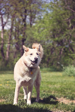koda dog