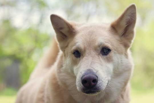 koda 