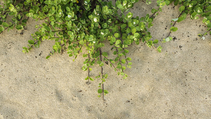 Fototapeta na wymiar Natural picture of Ipomoea. Plant that grow on the beach