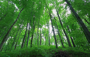 Fototapeta na wymiar Green forest wood in spring