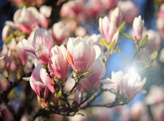 Beautiful pink magnolia blossom in spring