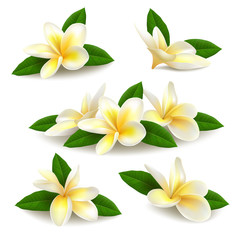 Realistic vector plumeria (frangipani) flowers with leaves isolated on white background.  - obrazy, fototapety, plakaty