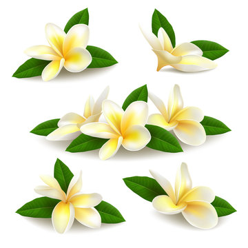 Realistic vector plumeria (frangipani) flowers with leaves isolated on white background. 
