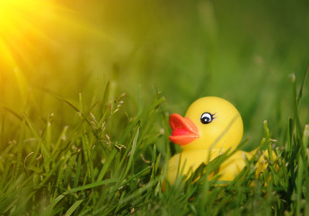 Fototapeta premium Rubber duck in grass with sunshine