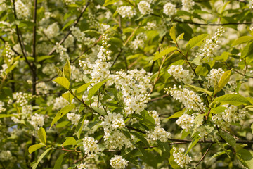 Prunus serotina - white flowers of grape shape with green leaves.
