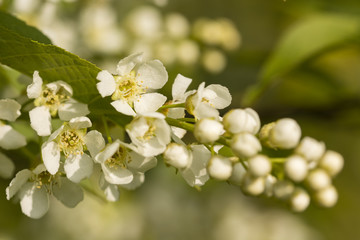Prunus serotina - white flowers of grape shape with green leaves.