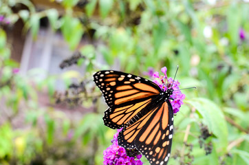 Butterfly On Flower