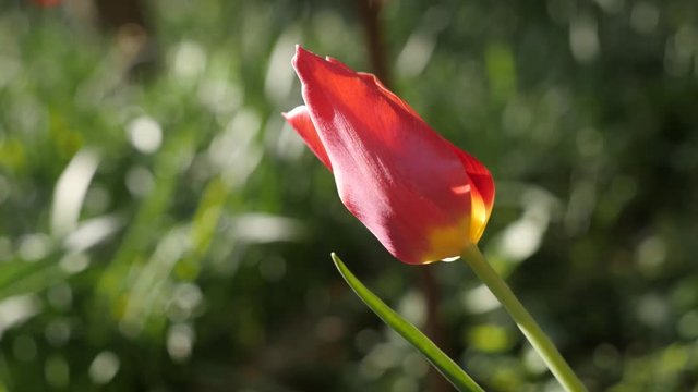 Lonely garden flower Tulipa gesneriana close-up 4K 2160 30fps UltraHD footage - Bulb of Didier tulip plant shallow DOF 3840X2160 UHD video 