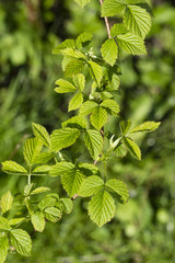 Young leaves raspberry.