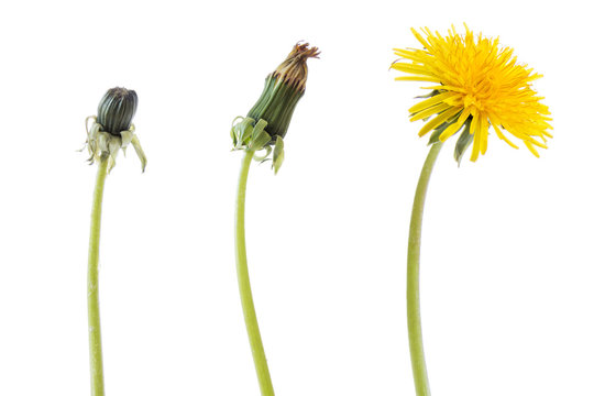 Fototapeta Dandelion flower in three phases