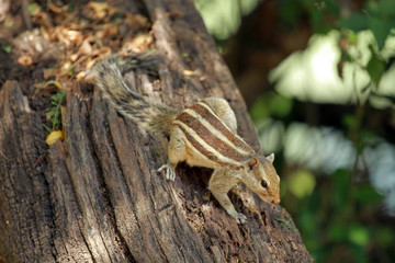 Squirrel, Keoladeo National Park, India