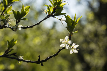 White plum blossoms on a twig.
