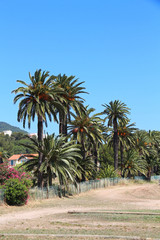 Palm trees in Hyères - France