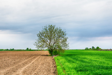 Naklejka premium Lonely tree on a field