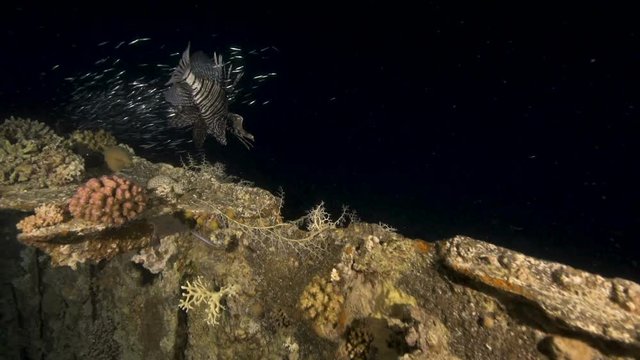 Hunting lionfish at night in the Red Sea.
