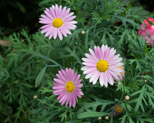 pink daisies in garden