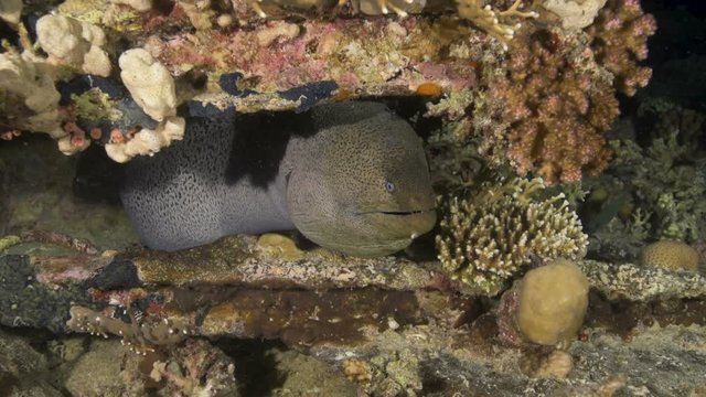 A moray eel at night in the Red Sea.
