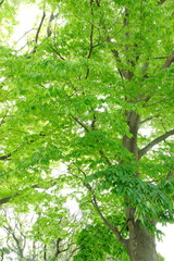 新緑を見上げて