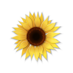 Paper art sunflower.