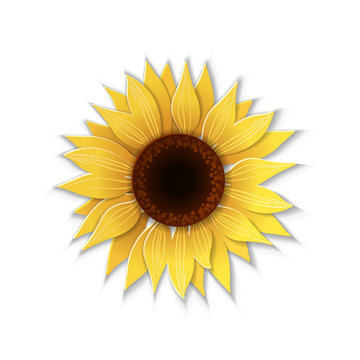 Paper art sunflower.