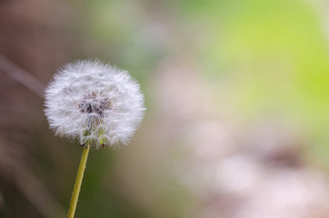 detail on dandelion seeds over a blurred background