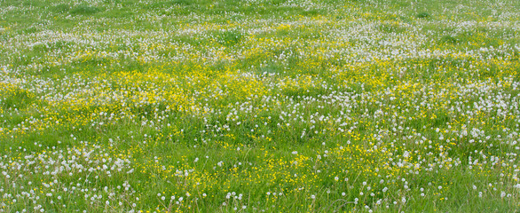 Grüne helle saftige Wiese mit vielen Butterblumen und Löwenzahn