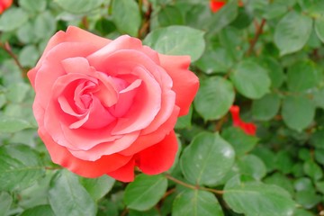 真っ赤な薔薇