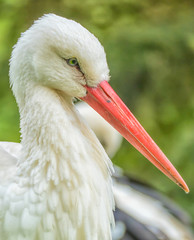 Storch Portrait Gesicht
